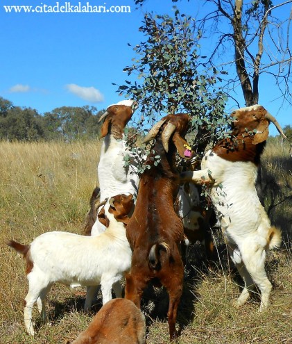 goats eating trees