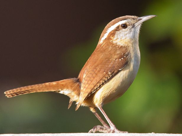 Carolina_Wren1