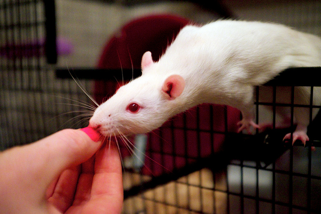 rat stretching for treat