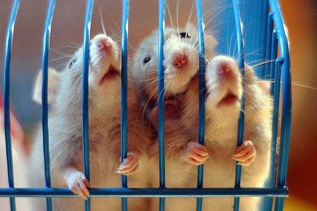 rats behind bars